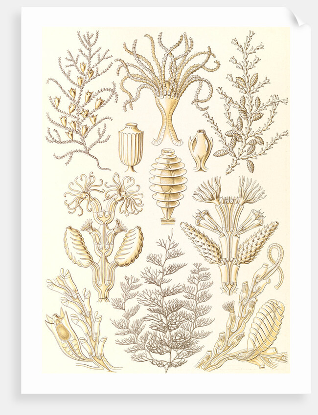 Marine animals. Sertulariae by Ernst Haeckel