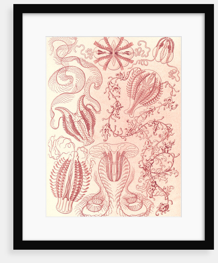 Comb jellies. Ctenophorae by Ernst Haeckel