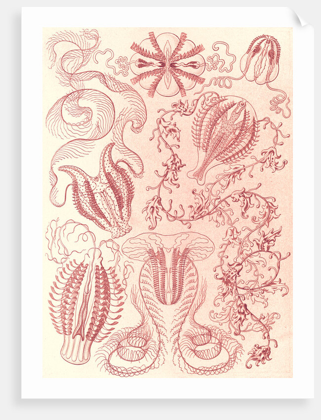 Comb jellies. Ctenophorae by Ernst Haeckel