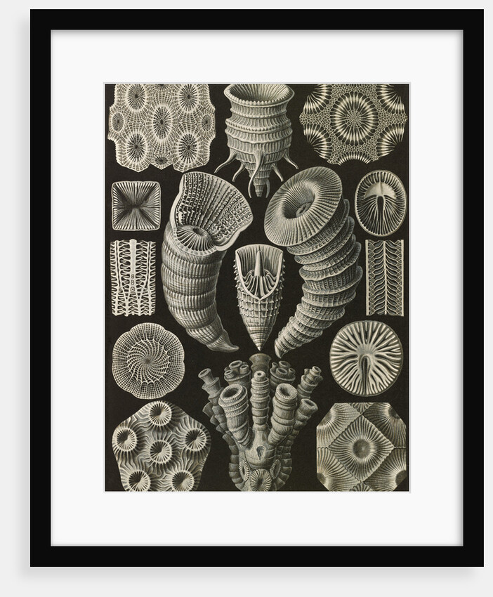 Corals. Tetracoralla by Ernst Haeckel