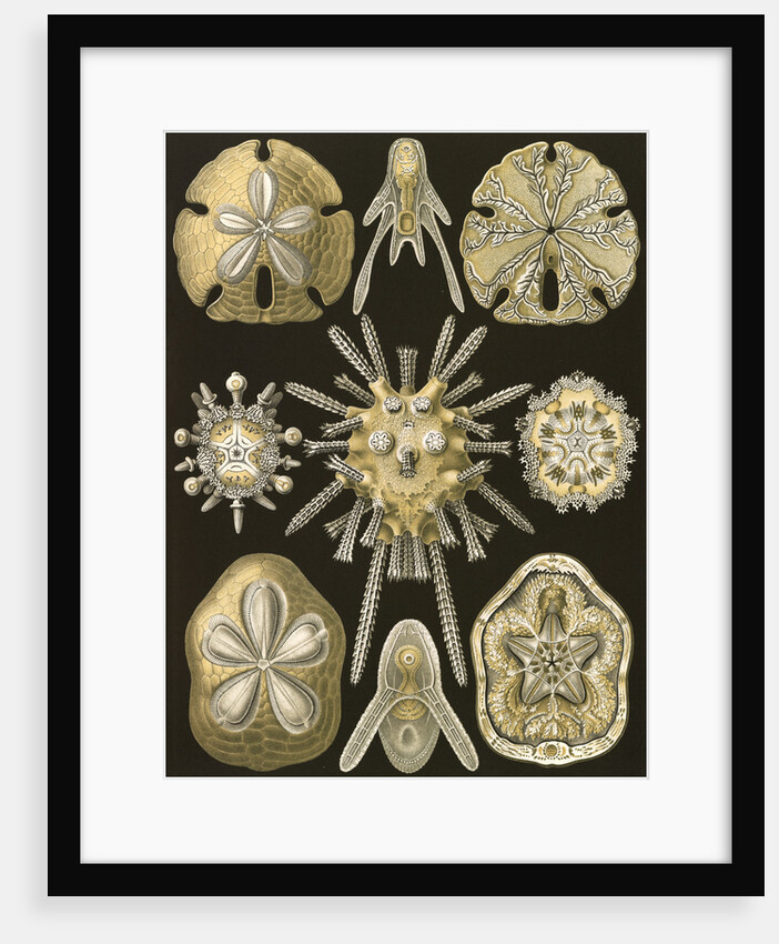 Sea urchins and sand dollars. Echinidea by Ernst Haeckel