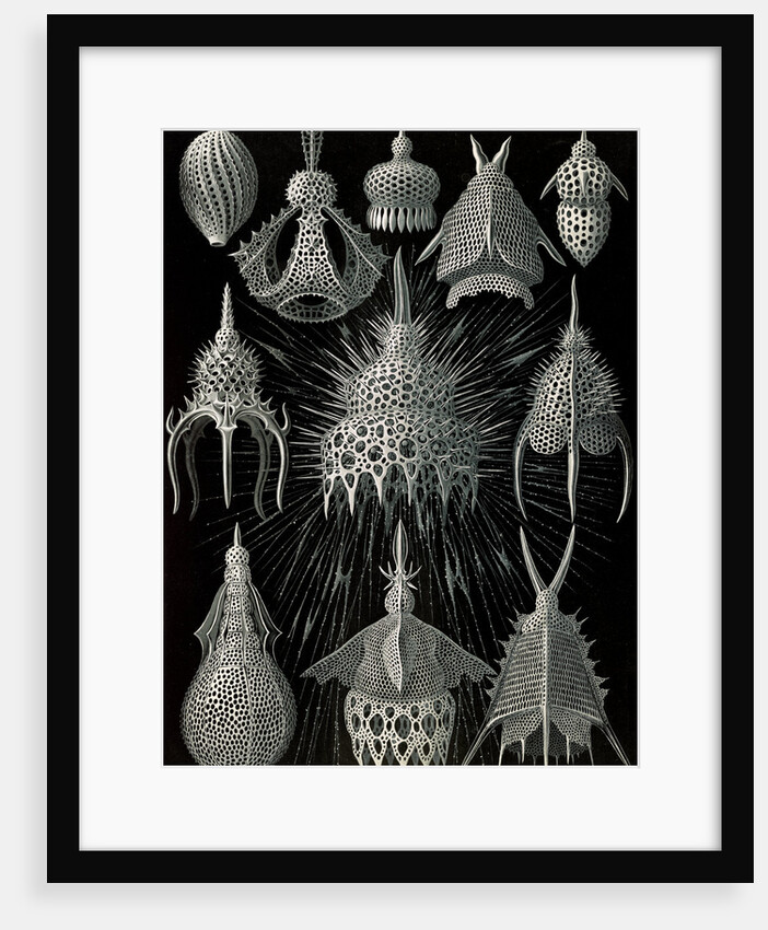 Microorganisms in the class Radiolaria. Crytoidea by Ernst Haeckel