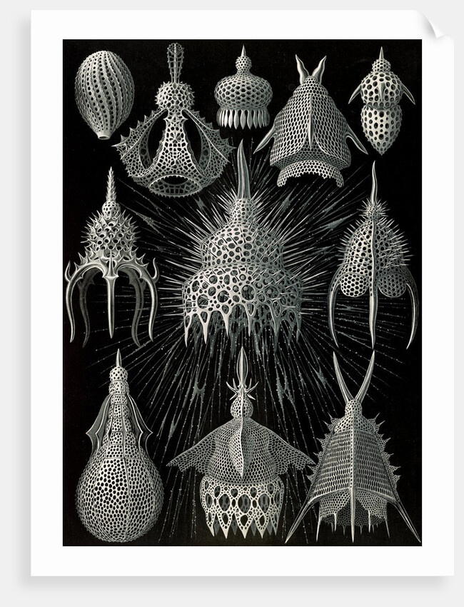 Microorganisms in the class Radiolaria. Crytoidea by Ernst Haeckel