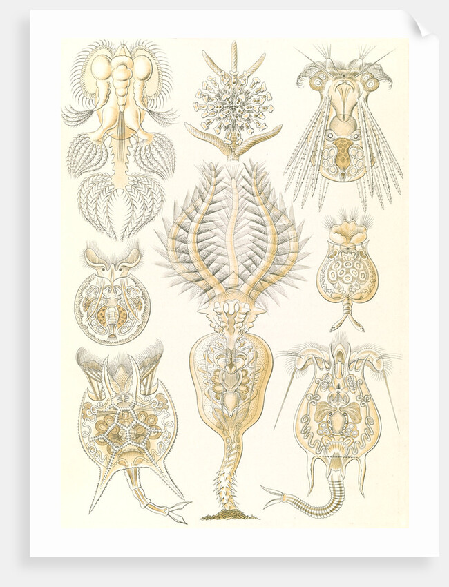 Microorganisms. Rotatoria by Ernst Haeckel