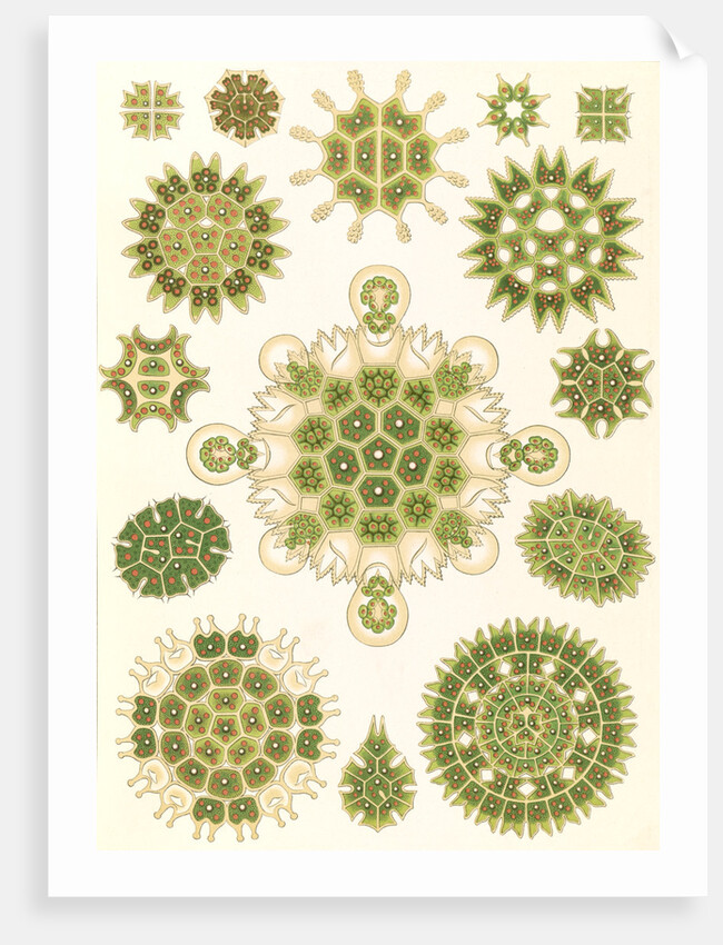 Algae in the genus Pediastrum. Melethallia by Ernst Haeckel