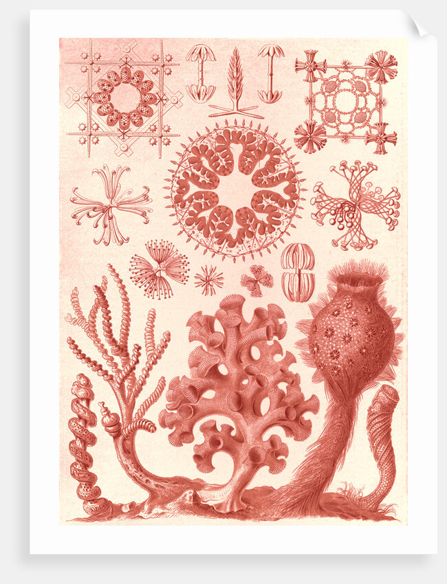 Glass sponges. Hexactinellae by Ernst Haeckel