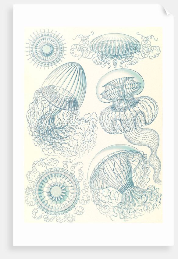 Jellyfishes. Leptomedusae by Ernst Haeckel
