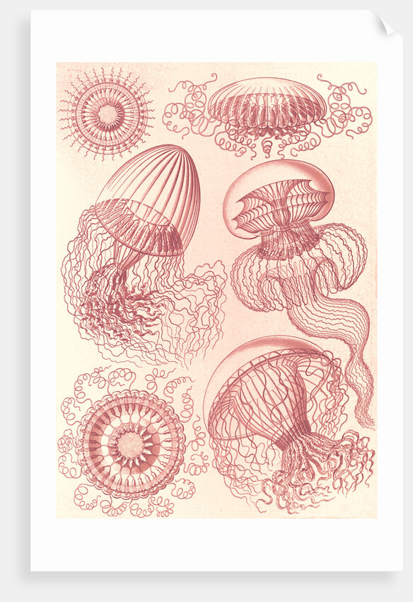 Jellyfishes. Leptomedusae by Ernst Haeckel