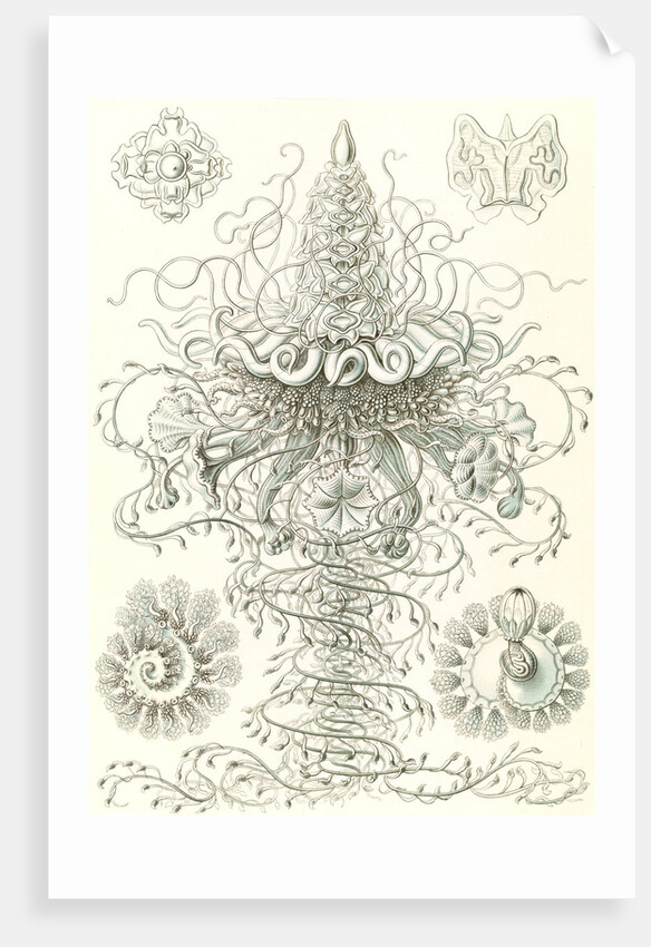 Marine invertebrates. Siphonophorae by Ernst Haeckel