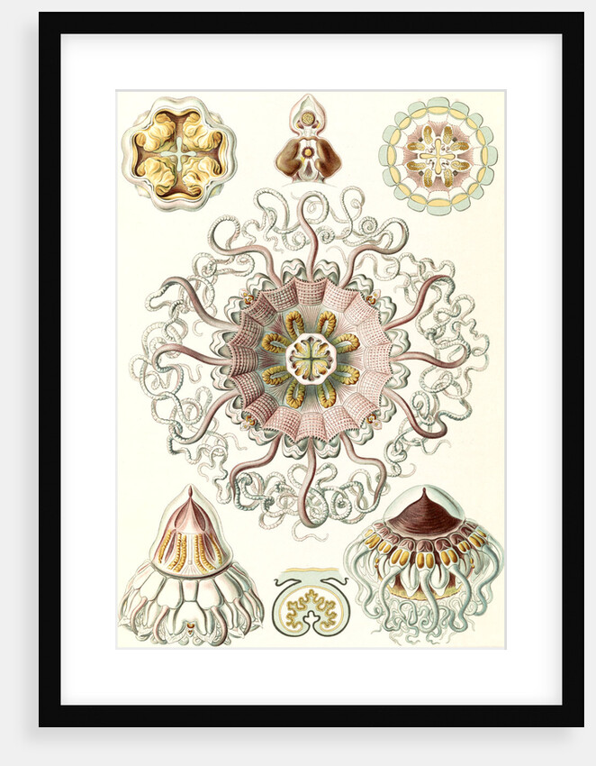Jellyfishes in the phyllum Cnidaria. Peromedusae by Ernst Haeckel