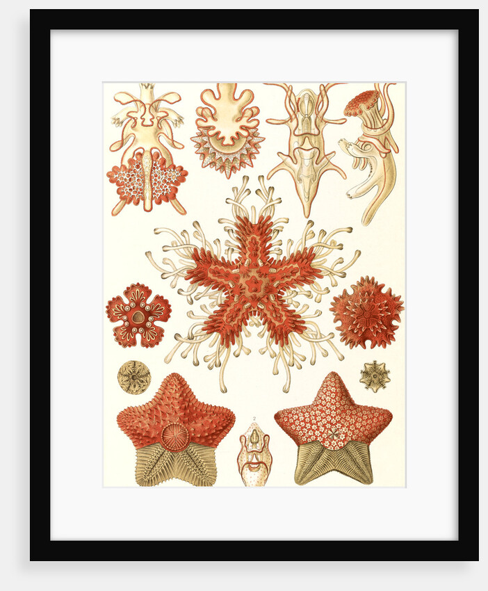 Starfishes in the phyllum Echinodermata. Asteridea by Ernst Haeckel