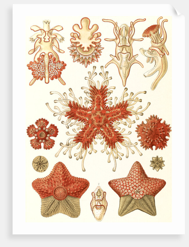 Starfishes in the phyllum Echinodermata. Asteridea by Ernst Haeckel