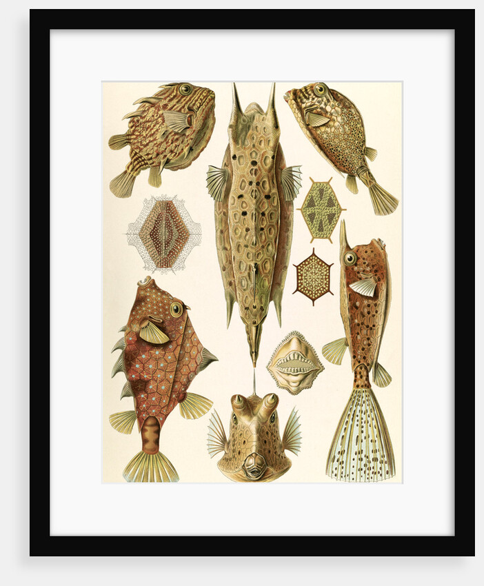 Boxfishes. Ostraciontes by Ernst Haeckel