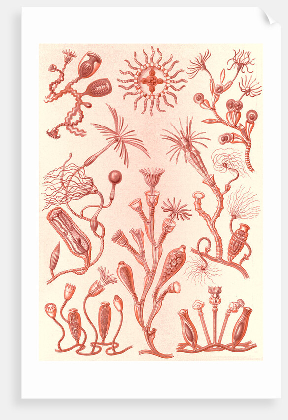 Aquatic animals. Campanariae by Ernst Haeckel