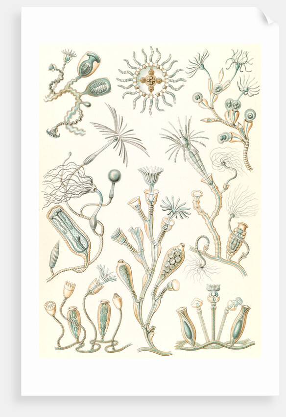 Aquatic animals. Campanariae by Ernst Haeckel