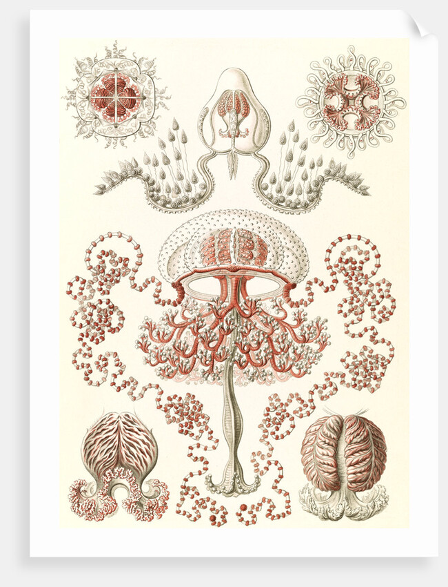 Jellyfishes. Anthomedusae by Ernst Haeckel