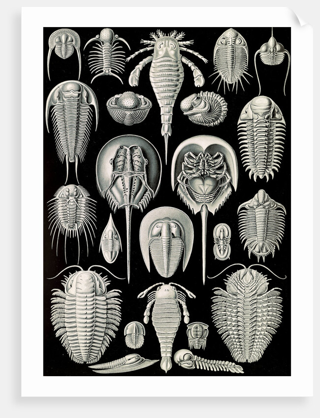 Horseshoe crabs. Aspidonia by Ernst Haeckel