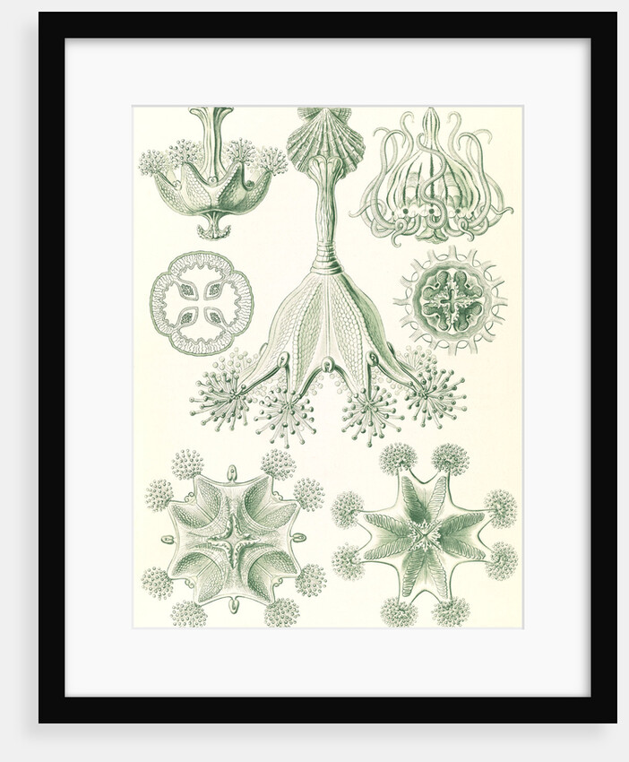 Stalked jellyfishes. Stauromedusae by Ernst Haeckel