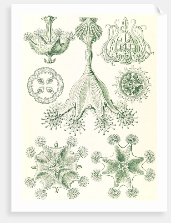 Stalked jellyfishes. Stauromedusae by Ernst Haeckel