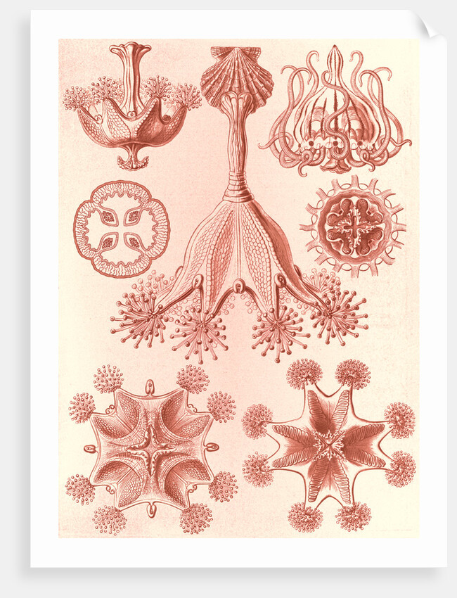 Stalked jellyfishes. Stauromedusae by Ernst Haeckel