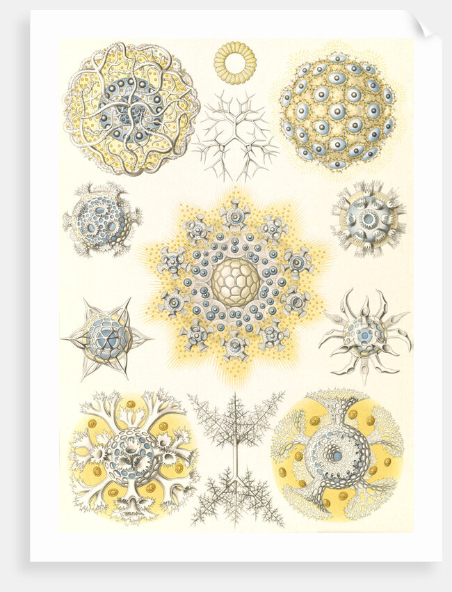 Microorganisms. Polycyttaria by Ernst Haeckel