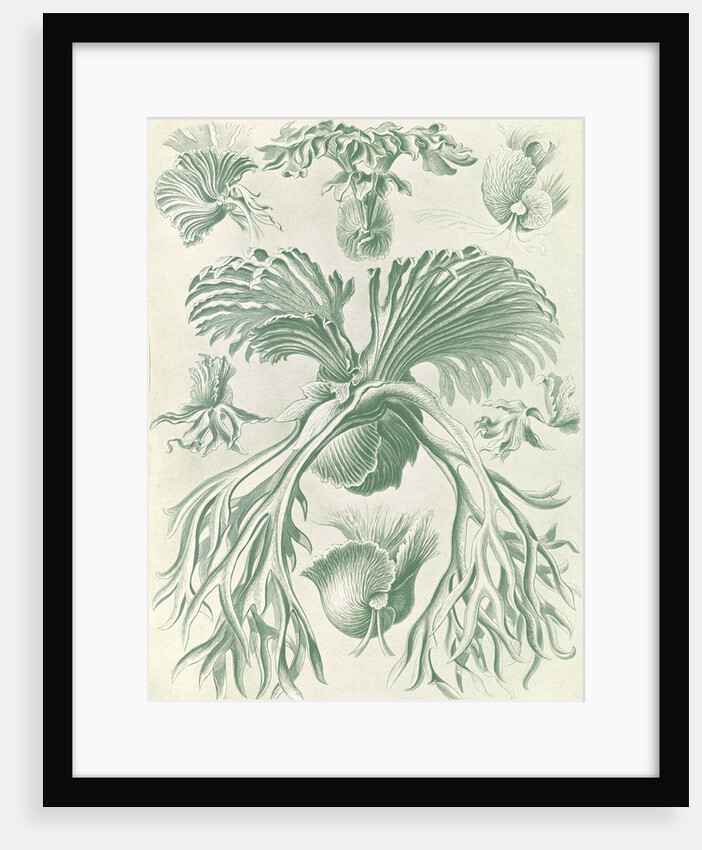 Ferns. Filicinae by Ernst Haeckel