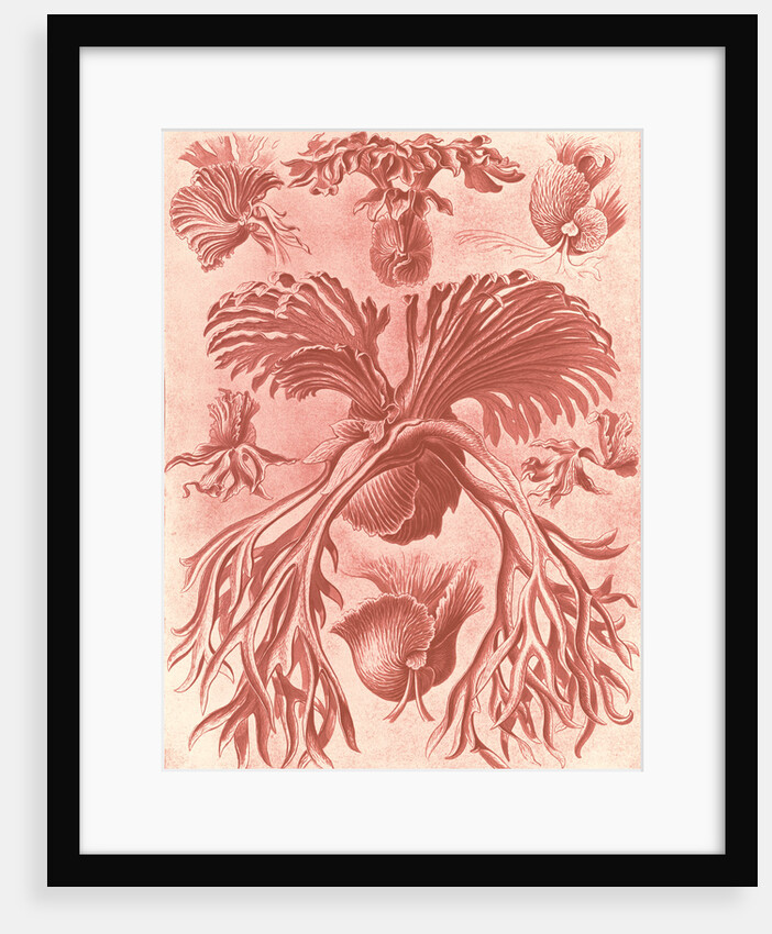 Ferns. Filicinae by Ernst Haeckel