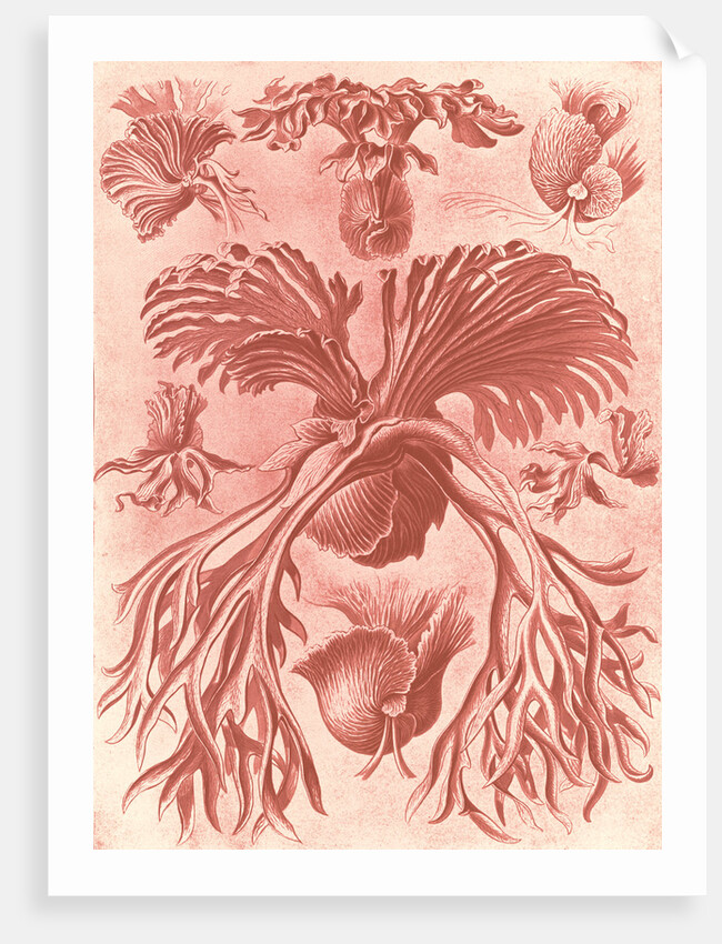 Ferns. Filicinae by Ernst Haeckel