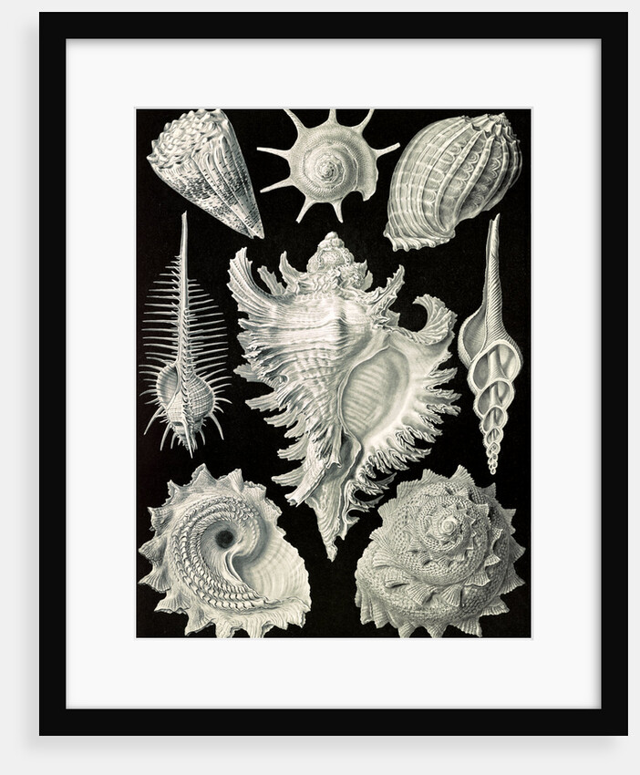 Aquatic and terrestrial snails. Prosobranchia by Ernst Haeckel