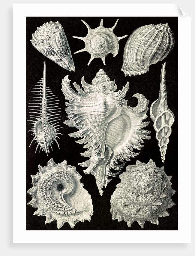 Aquatic and terrestrial snails. Prosobranchia by Ernst Haeckel