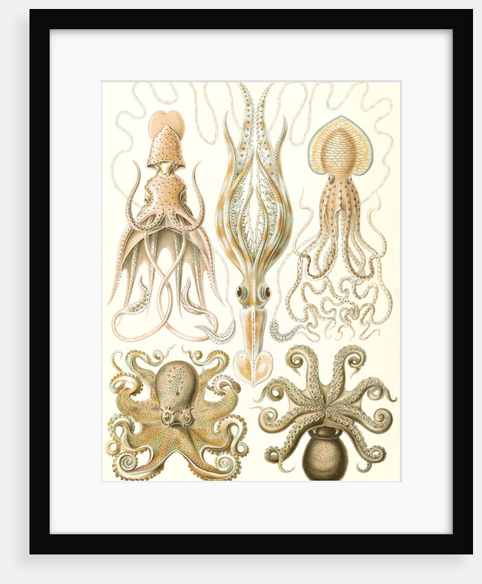 Octopuses. Gamochonia by Ernst Haeckel
