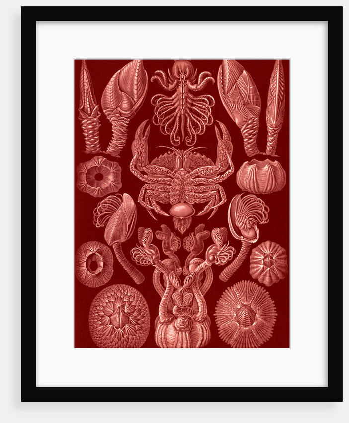 Barnacles. Cirripedia by Ernst Haeckel