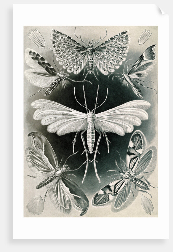 Moths. Tineida by Ernst Haeckel