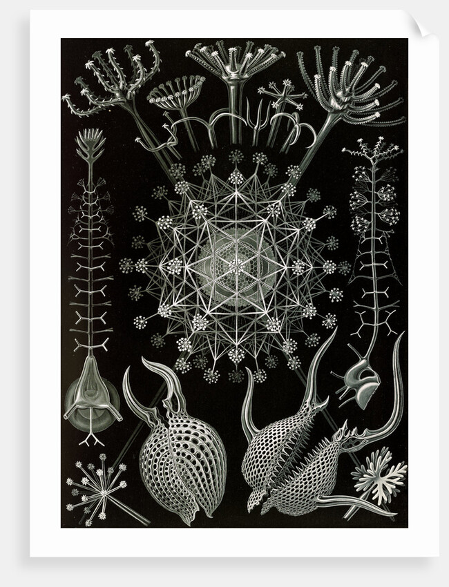 Microorganisms. Phaeodaria by Ernst Haeckel