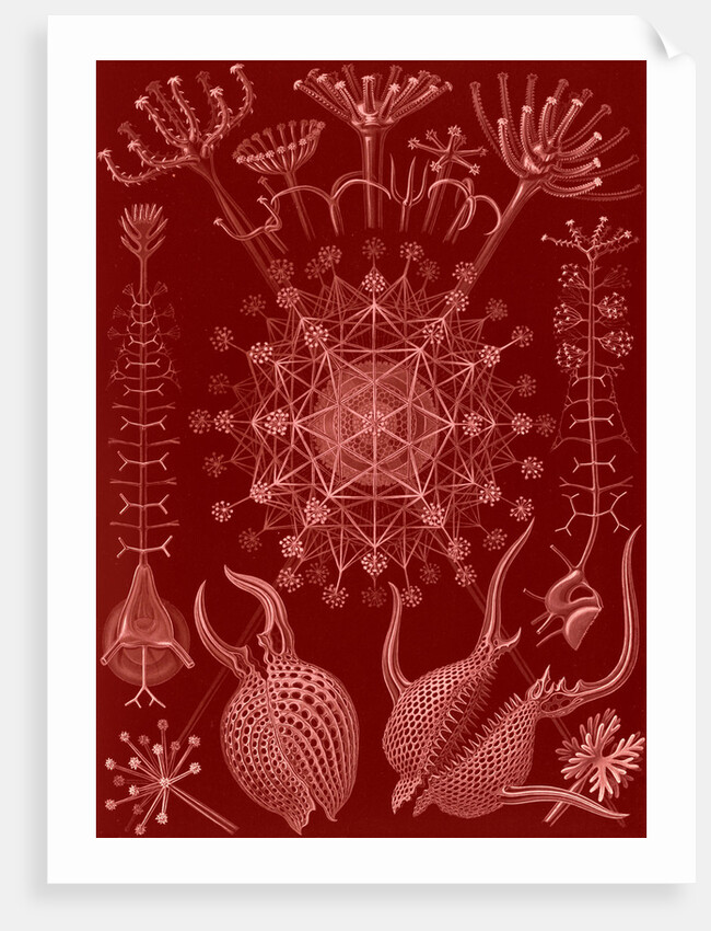 Microorganisms. Phaeodaria by Ernst Haeckel