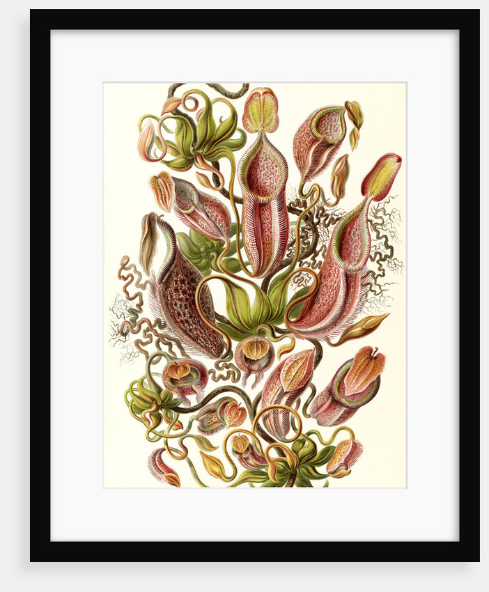 Pitcher plants. Nepenthaceae by Ernst Haeckel