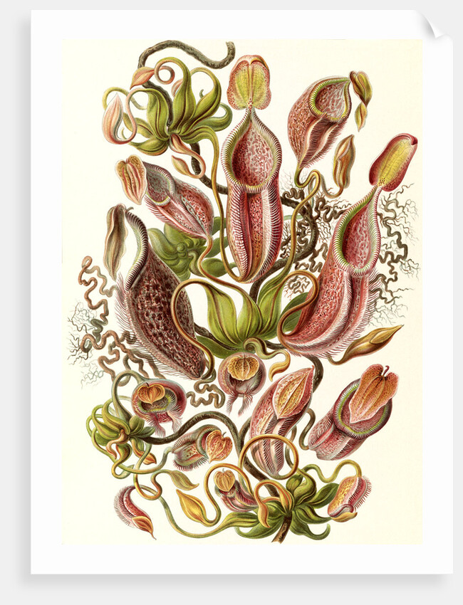 Pitcher plants. Nepenthaceae by Ernst Haeckel