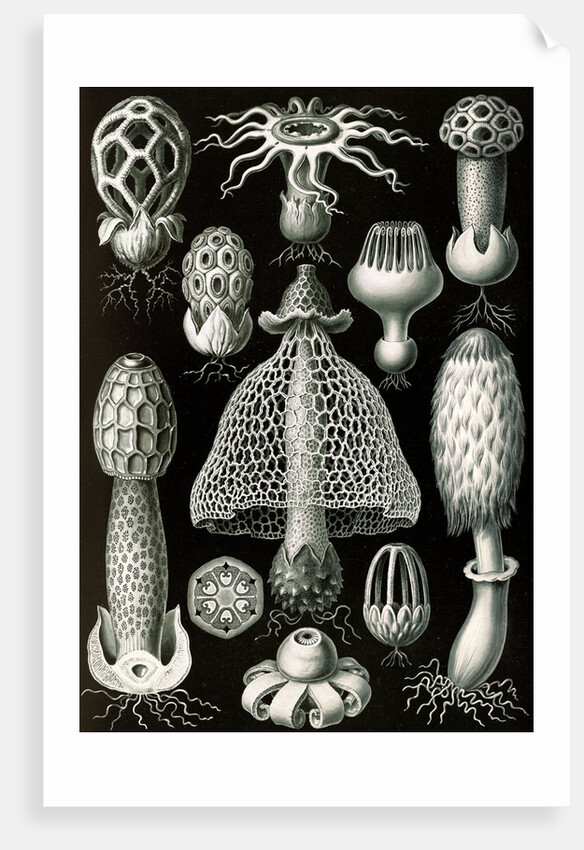 Stinkhorn mushrooms. Basimycetes by Ernst Haeckel