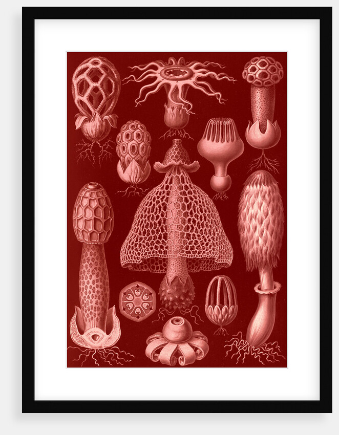 Stinkhorn mushrooms. Basimycetes by Ernst Haeckel
