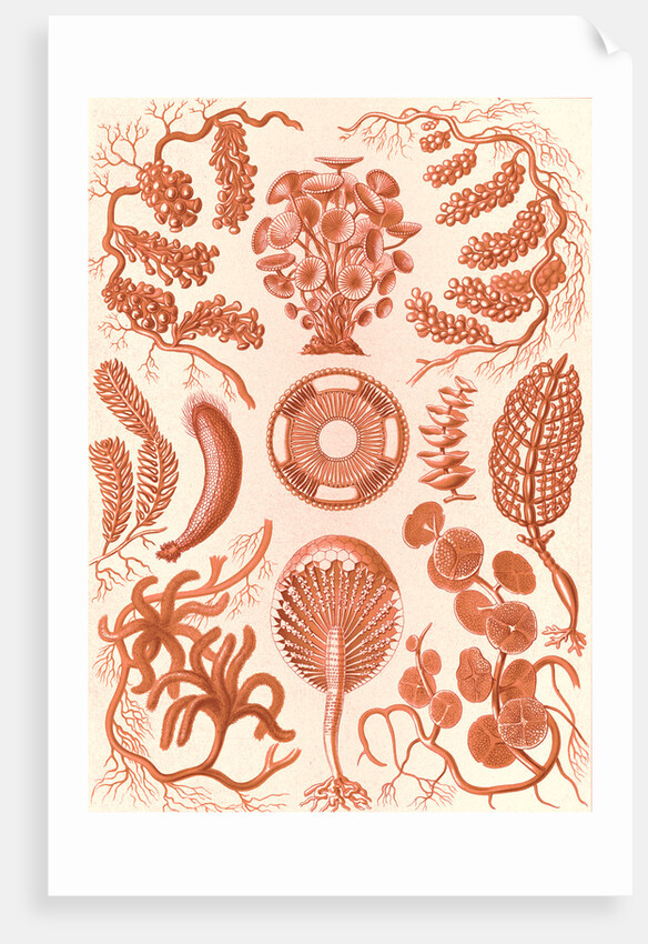 Seaweed. Siphoneae by Ernst Haeckel
