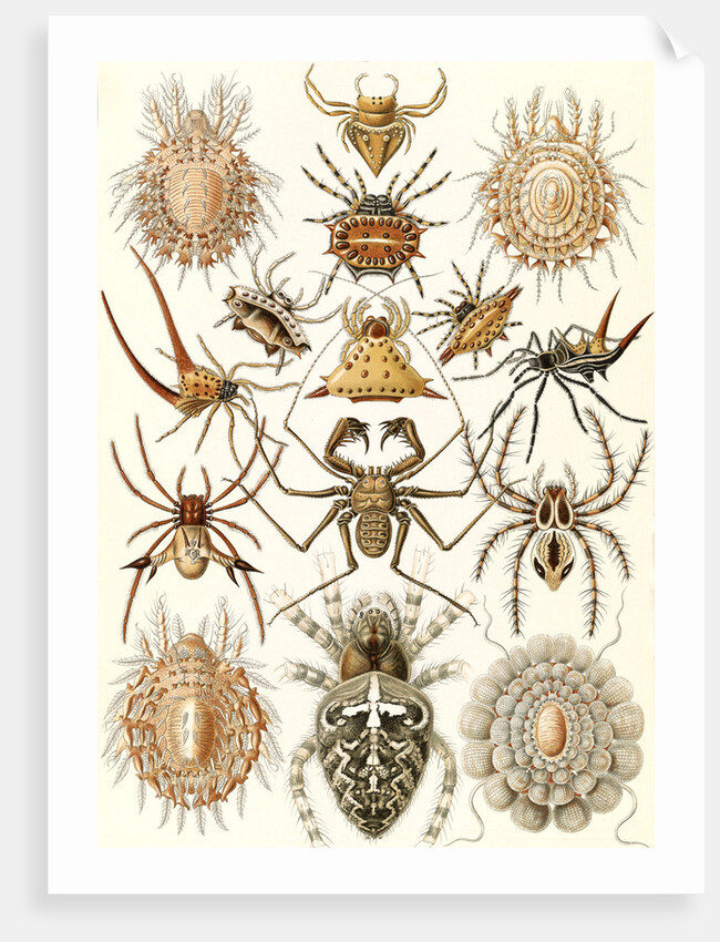 Spiders. Arachnida by Ernst Haeckel