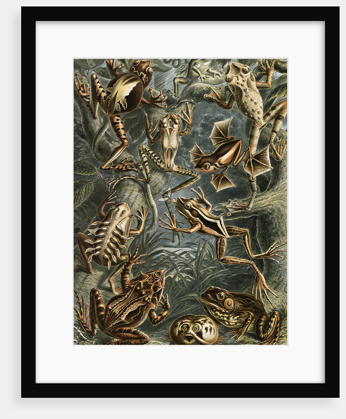 Frogs. Batrachia by Ernst Haeckel