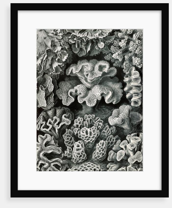 Corals. Hexacoralla by Ernst Haeckel