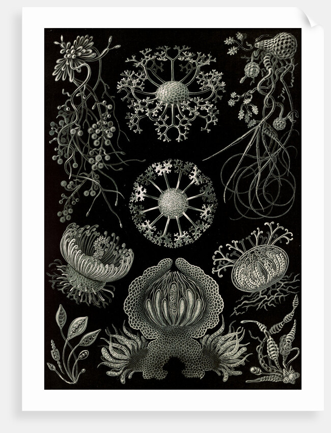 Fungi. Ascomycetes by Ernst Haeckel
