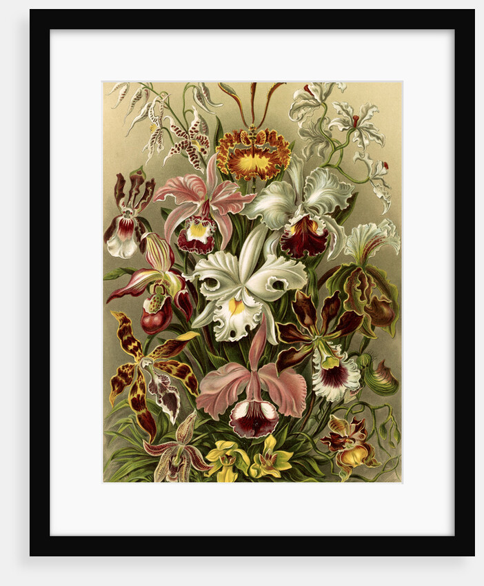 Orchids. Orchideae by Ernst Haeckel