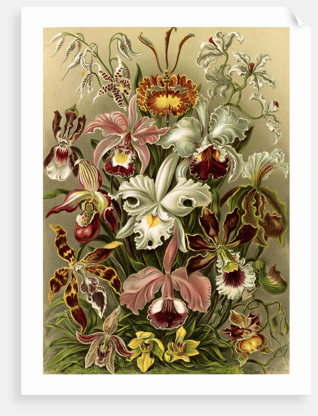 Orchids. Orchideae by Ernst Haeckel