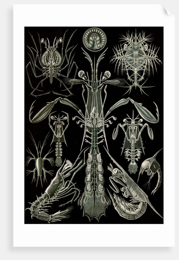 Invertebrates. Thoracostraca by Ernst Haeckel