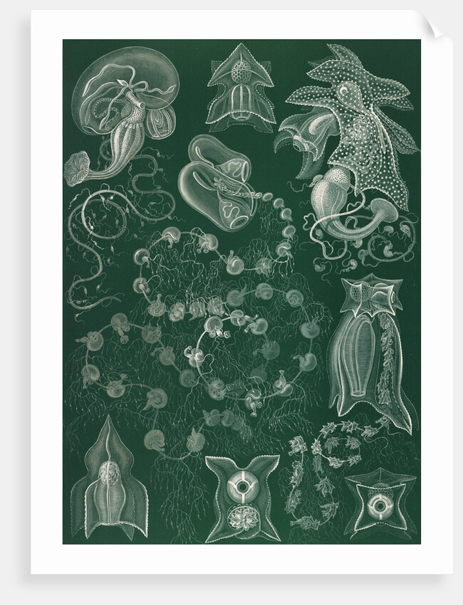 Marine invertebrates. Siphonophorae by Ernst Haeckel