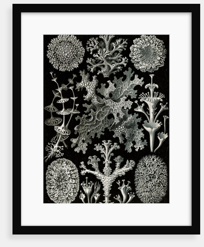 Lichens. Lichenes by Ernst Haeckel