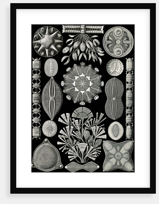 Algae. Diatomea by Ernst Haeckel